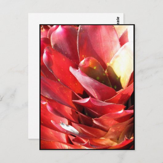 Bromeliad Briefkaart (Voorkant / Achterkant)