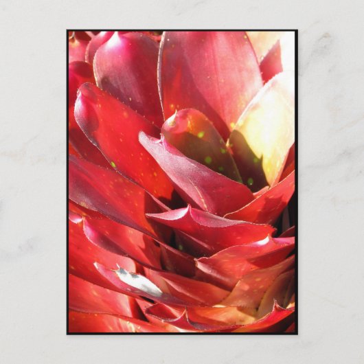 Bromeliad Briefkaart (Voorkant)