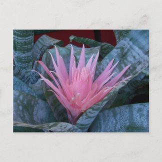 Bromeliad Briefkaart