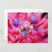 Bromeliad Briefkaart (Voorkant / Achterkant)