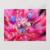 Bromeliad Briefkaart (Voorkant)