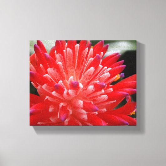 Bromeliad Canvas Afdruk (Voorkant)