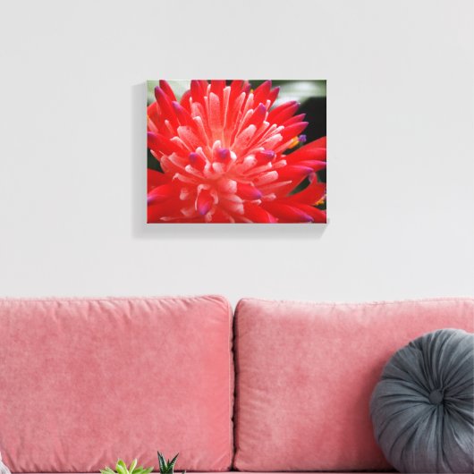 Bromeliad Canvas Afdruk (Insitu (Woonkamer))