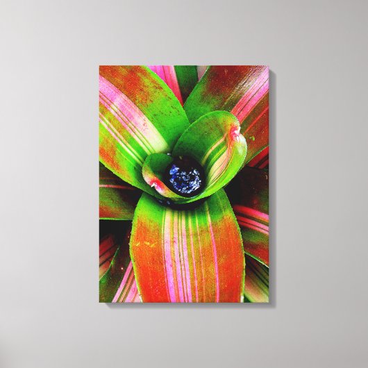 Bromeliad Canvas Afdruk (Voorkant)