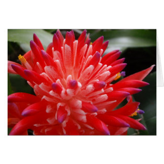Bromeliad Flower-kaart