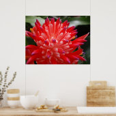 Bromeliad Flower Poster (Keuken)
