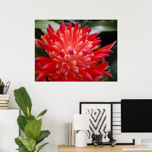 Bromeliad Flower Poster (Thuiskantoor)