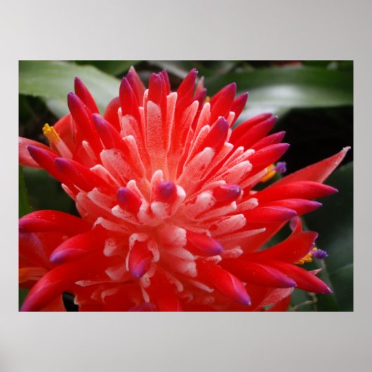 Bromeliad Flower Poster (Voorkant)