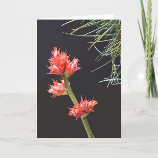 Bromeliad Flowers en Stem Kaart (Voorkant)