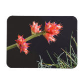 Bromeliad Flowers en Stem Magneet (Horizontaal)