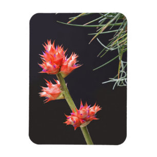 Bromeliad Flowers en Stem Magneet