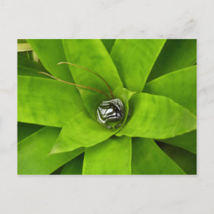 Bromeliad Green Botanische fotografie Briefkaart