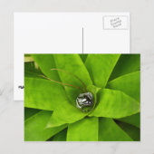 Bromeliad Green Botanische fotografie Briefkaart (Voorkant / Achterkant)