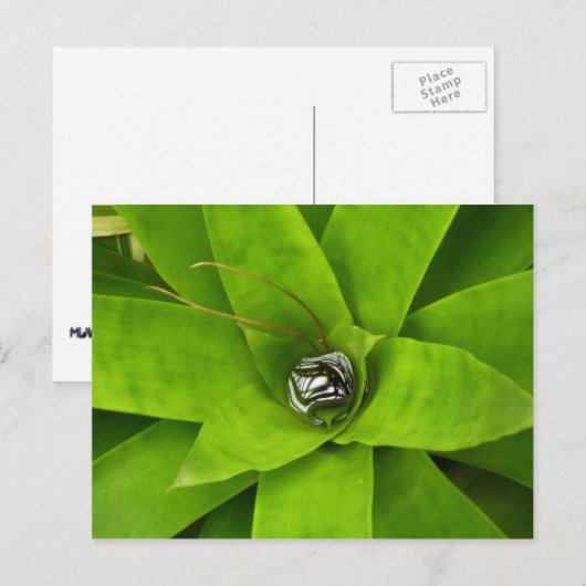 Bromeliad Green Botanische fotografie Briefkaart (Voorkant / Achterkant)