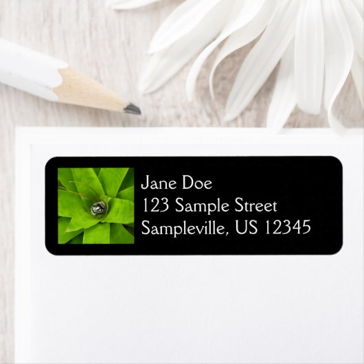 Bromeliad Green Botanische fotografie Etiket (Insitu)