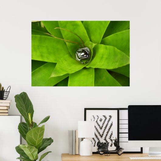 Bromeliad Green Botanische fotografie Poster (Thuiskantoor)