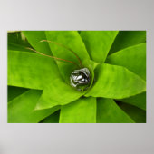 Bromeliad Green Botanische fotografie Poster (Voorkant)