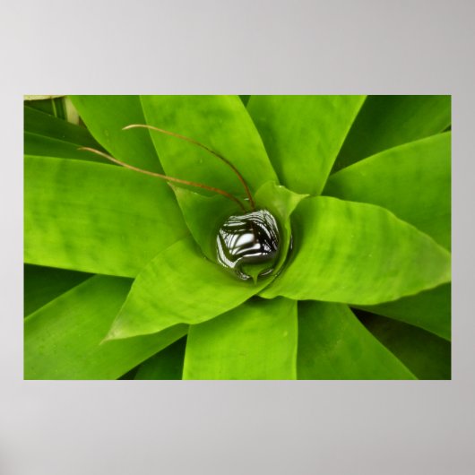 Bromeliad Green Botanische fotografie Poster (Voorkant)
