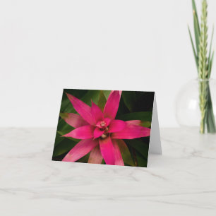 Bromeliad in Bloom