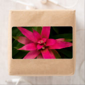 Bromeliad in Bloom Etiket (Insitu)