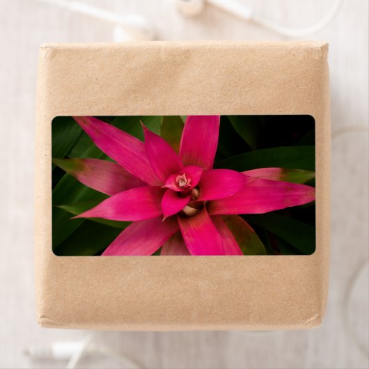 Bromeliad in Bloom Etiket (Insitu)