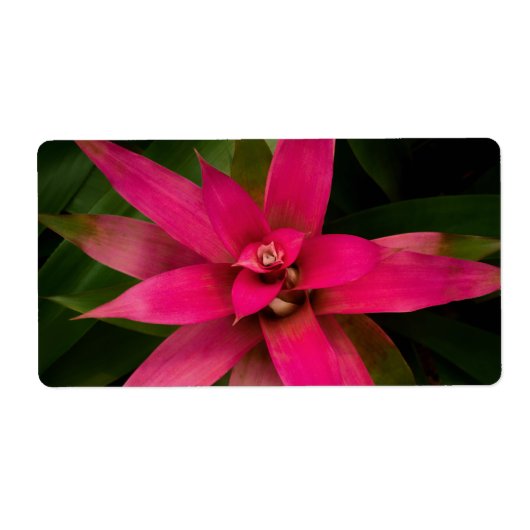 Bromeliad in Bloom Etiket (Voorkant)