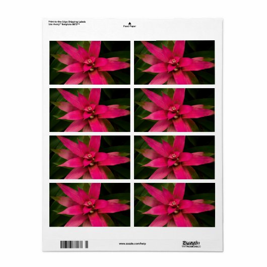 Bromeliad in Bloom Etiket (Full Sheet)