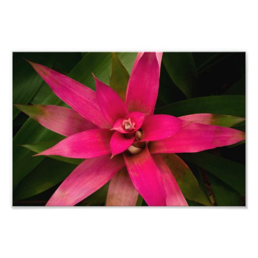 Bromeliad in Bloom Foto Afdruk (Voorkant)