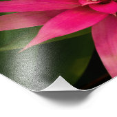 Bromeliad in Bloom Foto Afdruk (Hoek)