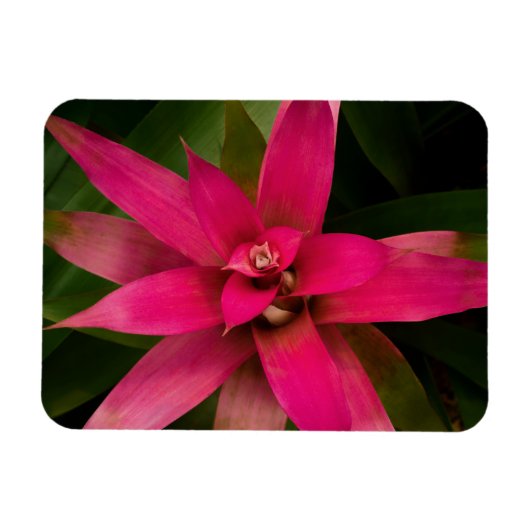 Bromeliad in Bloom Magneet (Horizontaal)