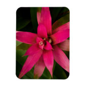 Bromeliad in Bloom Magneet (Verticaal)