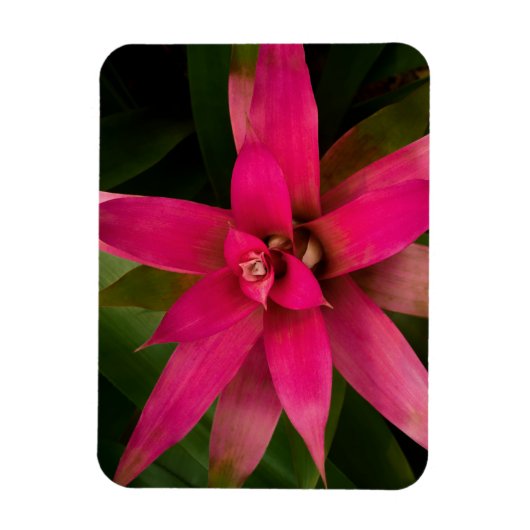 Bromeliad in Bloom Magneet (Verticaal)