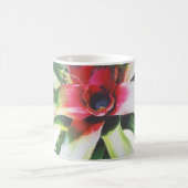 Bromeliad Koffiemok (Center)