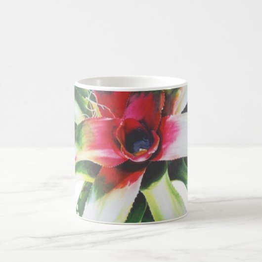 Bromeliad Koffiemok (Center)