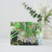 Bromeliad op Mangrove, Florida Everglades Briefkaart (Staand voorkant)