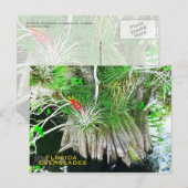 Bromeliad op Mangrove, Florida Everglades Briefkaart (Voorkant / Achterkant)