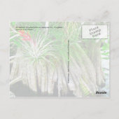 Bromeliad op Mangrove, Florida Everglades Briefkaart (Achterkant)