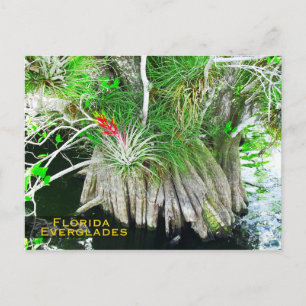 Bromeliad op Mangrove, Florida Everglades Briefkaart