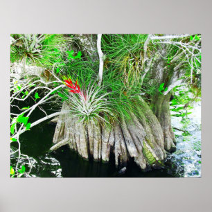 Bromeliad op Mangrove, Florida Everglades Poster