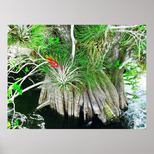 Bromeliad op Mangrove, Florida Everglades Poster (Voorkant)