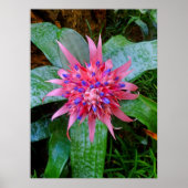 Bromeliad Poster (Voorkant)