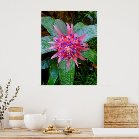 Bromeliad Poster (Keuken)