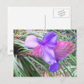 Bromeliades van Costa Rica Briefkaart (Voorkant / Achterkant)