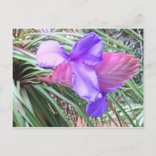 Bromeliades van Costa Rica Briefkaart (Voorkant)