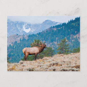 Brommen van een Wapitihert (Cervus Elephus) Briefkaart