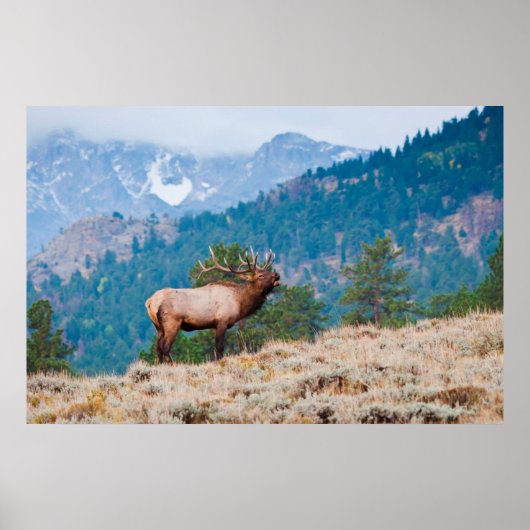 Brommende edelhertenstier (Cervus Elephus) Poster (Voorkant)