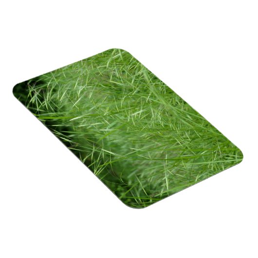 Bromus tectorum magneet (Rechterzijde)