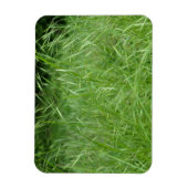 Bromus tectorum magneet (Verticaal)