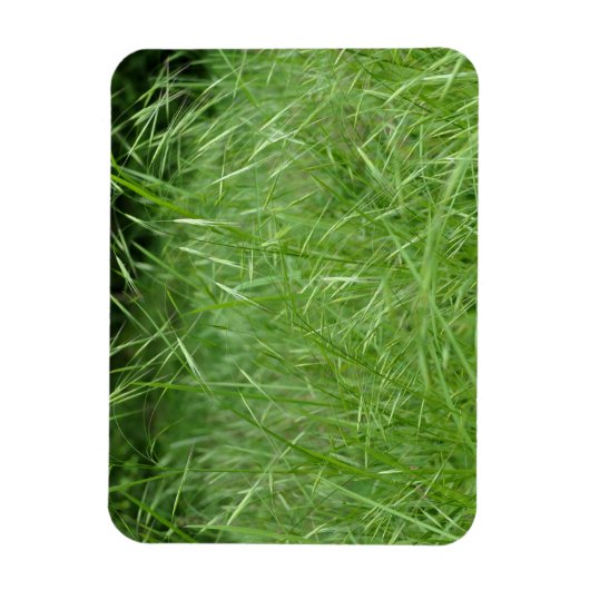 Bromus tectorum magneet (Verticaal)