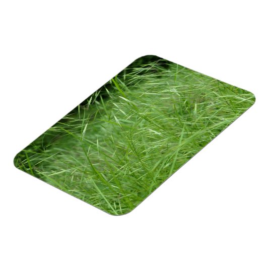 Bromus tectorum magneet (Linkerzijde)